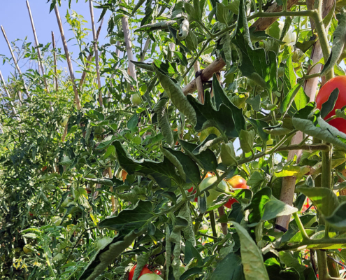 Plantació de tomàtes, a l'Horta de Lleida