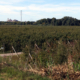 Vista de l'Horta de Lleida.